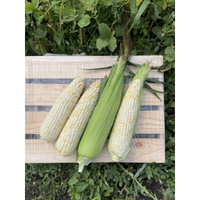 Вайт Туз F1 - семена сахарной кукурузы, 2500 сем., 67 дня, кочан 20-22 см, Lark Seeds